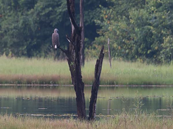<h3><a href="/trips/srilanka/biota/animalia/chordata/aves/017 accipitriformes/004 accipitridae/haliaeetus ichthyaetus/haliaeetus ichthyaetus-nl.html">Haliaeetus&nbsp;ichthyaetus</a> / Grey‑headed&nbsp;fish&nbsp;eagle / Grote&nbsp;rivierarend</h3>NIKON D500 met AF-S Nikkor 300mm f/2.8G IF-ED VR II, 1/640 sec  bij F5.0, ISO 500, afstand 44.6&nbsp;m